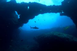 Shark Temple
When I saw this reef shark swimming away fr... by João Paulo Krajewski 